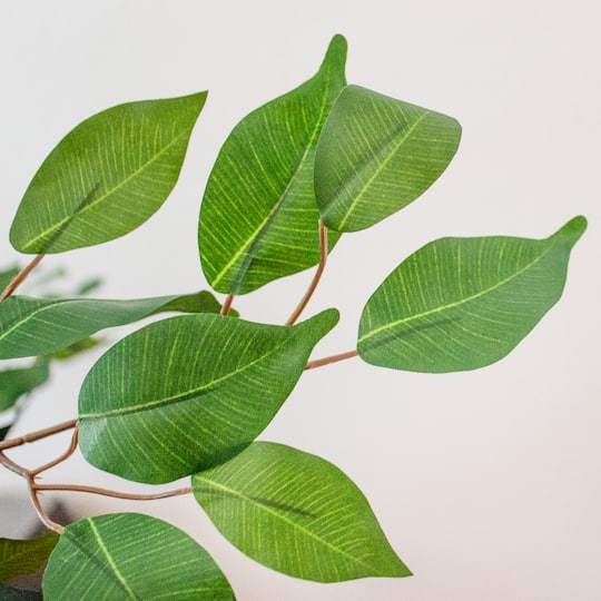7ft. Potted Ficus Tree